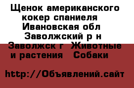 Щенок американского кокер спаниеля. - Ивановская обл., Заволжский р-н, Заволжск г. Животные и растения » Собаки   